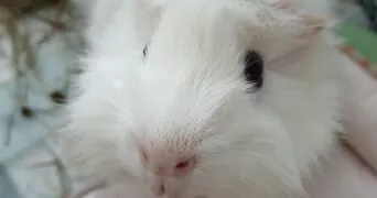 julie pet sitter à TOULOUSE 31300