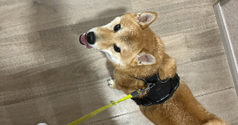 laurine pet sitter à FAUMONT 59310_1