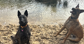 tiphaine pet sitter à LE CONQUET 29217_1