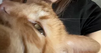 justine pet sitter à POITIERS 86000