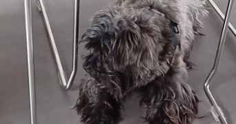 marina pet sitter à MONS EN BAROEUL 59370_16