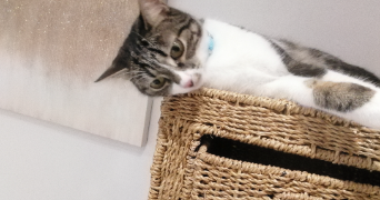 antoine  cat sitter à SARREGUEMINES 57200_0