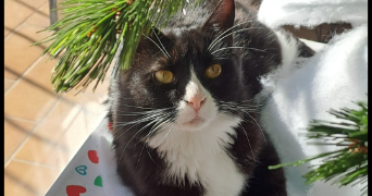 florence pet sitter à L ESCALE 04160_5