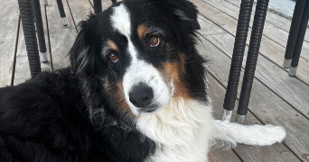 anoia pet sitter à LYON 03 69003_1
