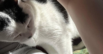lepers pet sitter à TOURS 37000_7