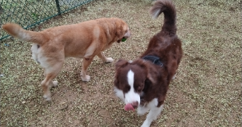 lou pet sitter à PARIS 20 75020_1
