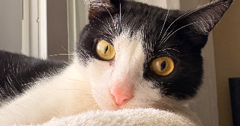 marie-dominique pet sitter à AJACCIO 20090_3