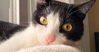 marie-dominique pet sitter à AJACCIO 20090