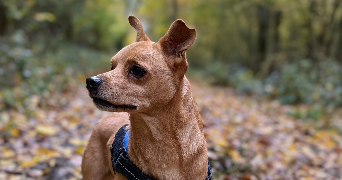 coleen pet sitter à ROCOURT ST MARTIN 02210_3