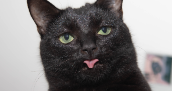 manon pet sitter à ROUEN 76100_7