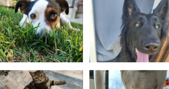 ophélie pet sitter à LA ROCHE SUR YON 85000_7