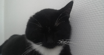 sandrine pet sitter à MEULAN EN YVELINES 78250_3