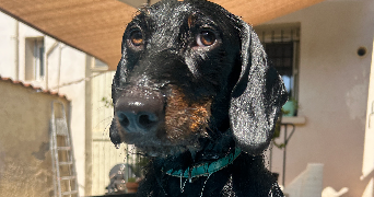 flora pet sitter à Toulon 83200_1