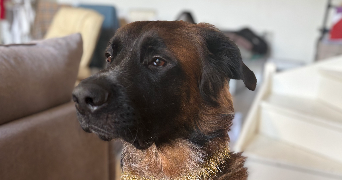 agathe pet sitter à CAVIGNAC 33620_2