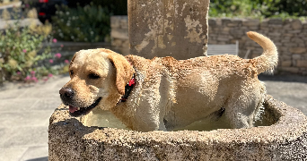 hélène pet sitter à ST SATURNIN LES APT 84490_1