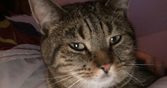 agathe cat sitter à STRASBOURG 67000_9