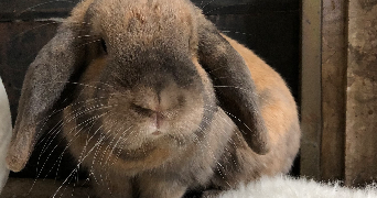 alexia pet sitter à PARIS 14 75014_2