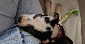 méghane pet sitter à Roissy-en-Brie 77680_7