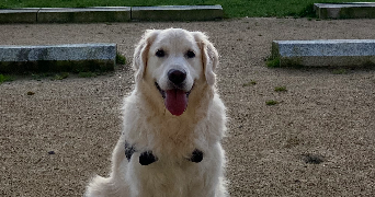 lucille pet sitter à NANTES 44000_2