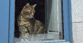 maryne pet sitter à PAU 64000_1