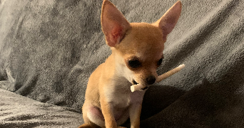 elsa pet sitter à AVIGNON 84000_1