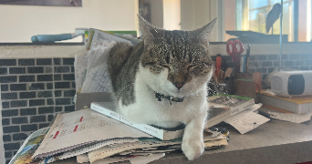 madeleine pet sitter à PARIS 18 75018_7
