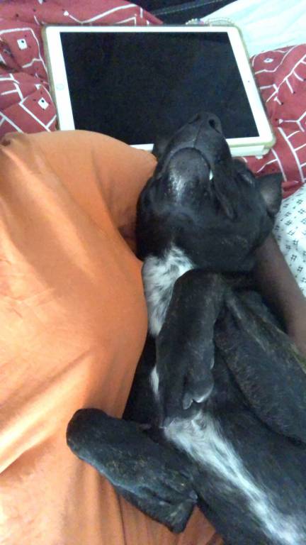 diane pet sitter à TROYES 10000_5