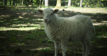 océane pet sitter à RADENAC 56500_3