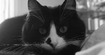 mélanie pet sitter à TOULOUSE 31200