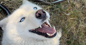ines pet sitter à ST CHRISTOPHE SUR DOLAISON 43370_7