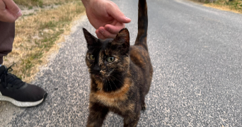 mathéo pet sitter à LYON 07 69007_2