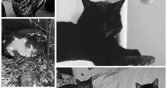chrystal pet sitter à LE MEE SUR SEINE 77350_2
