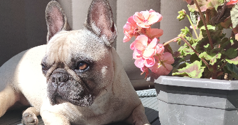 jennifer  pet sitter à Carpentras 84200_4