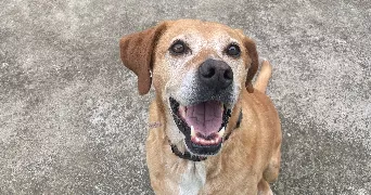 ainhoa pet sitter à TOULOUSE 31000
