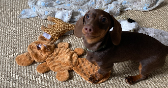 fanny pet sitter à PLONEOUR LANVERN 29720_4