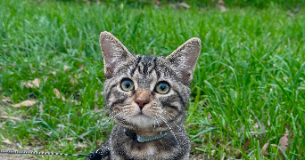 léa pet sitter à ORLEANS 45000_9