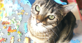 mélaina pet sitter à AUVERS SUR OISE 95430_3