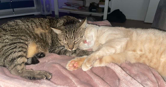 eugenie pet sitter à MONTPELLIER 34000_6