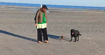 julie dog sitter à TRILPORT 77470