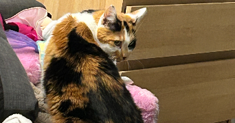 clémence pet sitter à AVON 77210_2