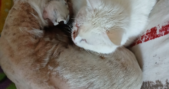 sandrine pet sitter à ANNOEULLIN 59112_7