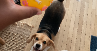 amandine pet sitter à PARIS 13 75013_1