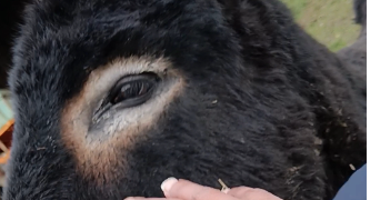 samuelle pet sitter à La saussaye 27370_0