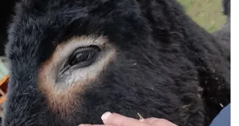 samuelle pet sitter à La saussaye 27370