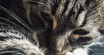 manon pet sitter à CHEVILLY LARUE 94550