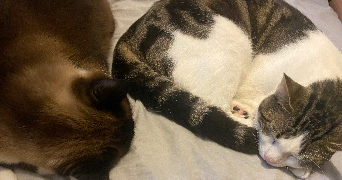 amaëlle pet sitter à LIMOGES 87000_3