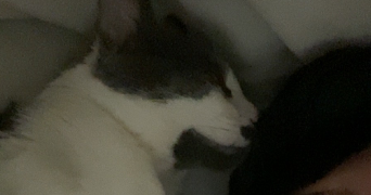 rivière pet sitter à LIANCOURT 60140_3