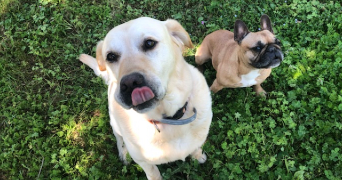 Jade pet sitter à JAUNAY MARIGNY (MARIGNY BRIZAY) 86380