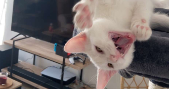 corentin pet sitter à CAEN 14000_6