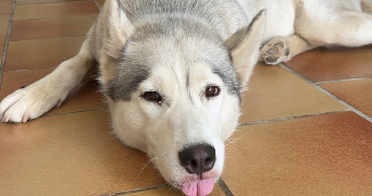 pauline pet sitter à Montdragon 81440_4